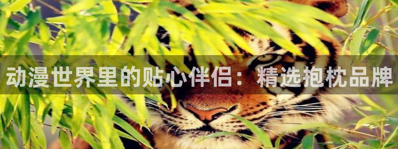 囧次元app入口：动漫世界里的贴心伴侣：精选抱枕品牌